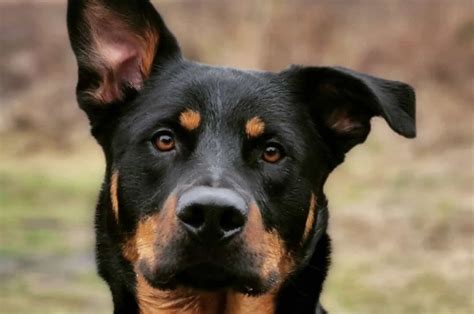 German and rottweiler mix. Things To Know About German and rottweiler mix. 